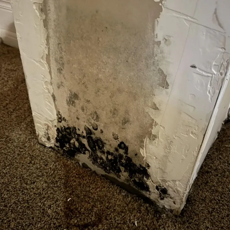 Professional Mold Removal in Midland, WA